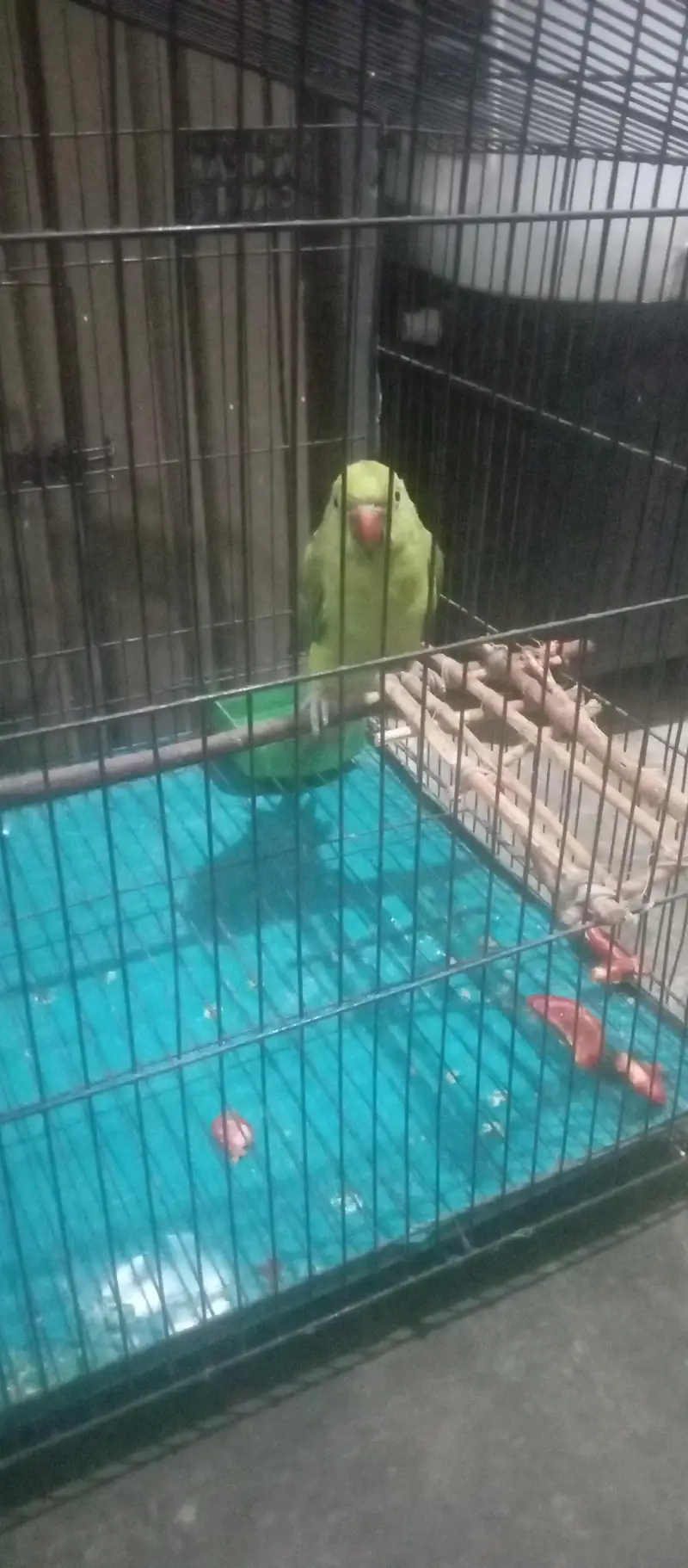 HAND TAMMED GREEN PARROT WITH CAGE (PINGRA) — photo 3