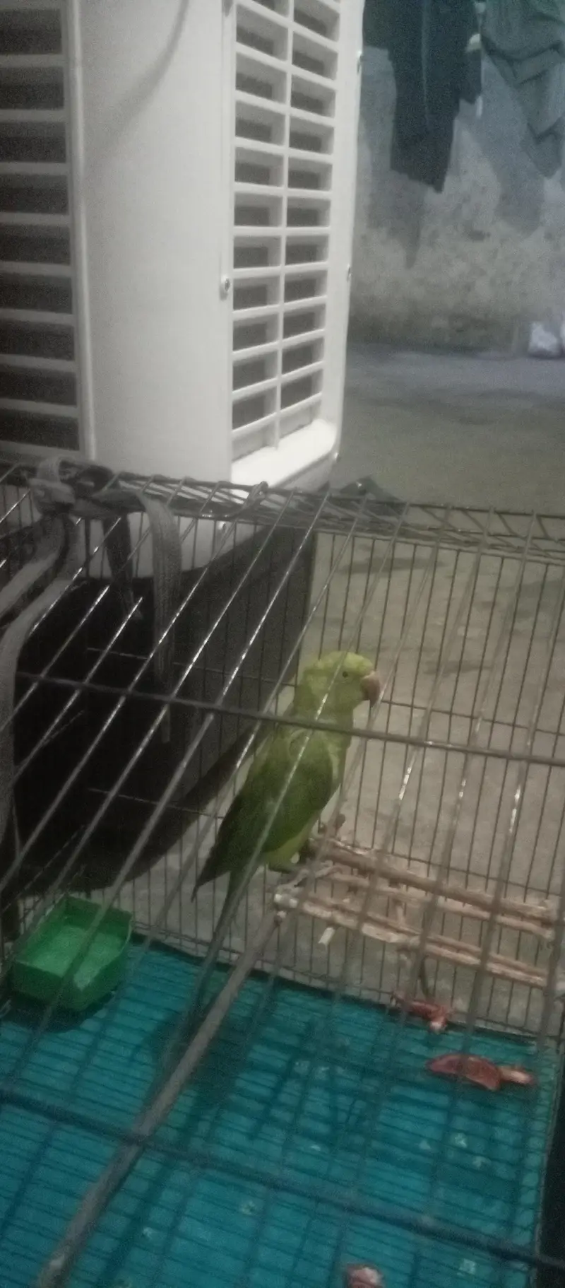 HAND TAMMED GREEN PARROT WITH CAGE (PINGRA) — photo 4
