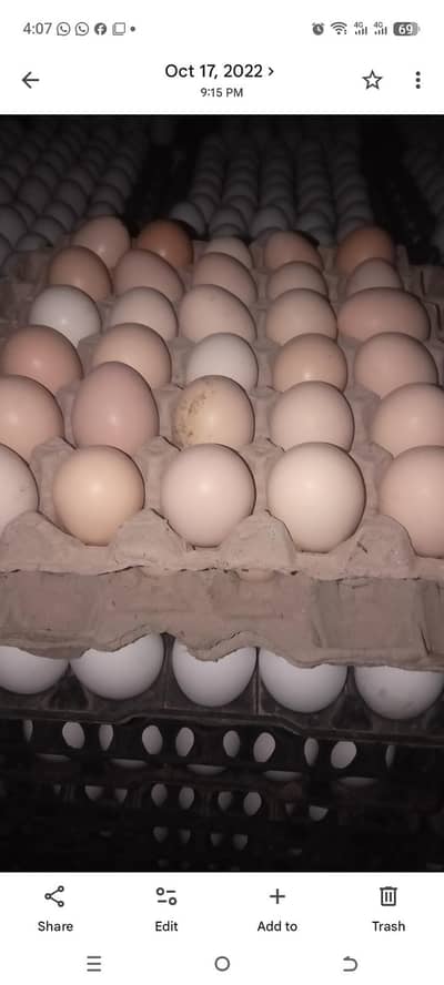 Goldan misri eggs