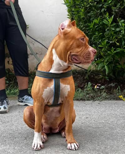 Pitbull XL bully American Bully