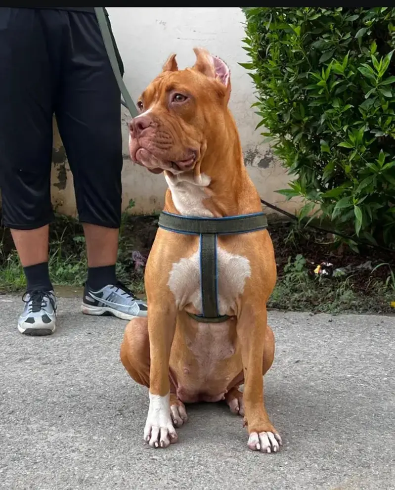 Pitbull XL bully American Bully — photo 2