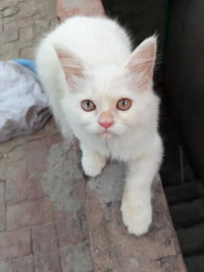 kitten