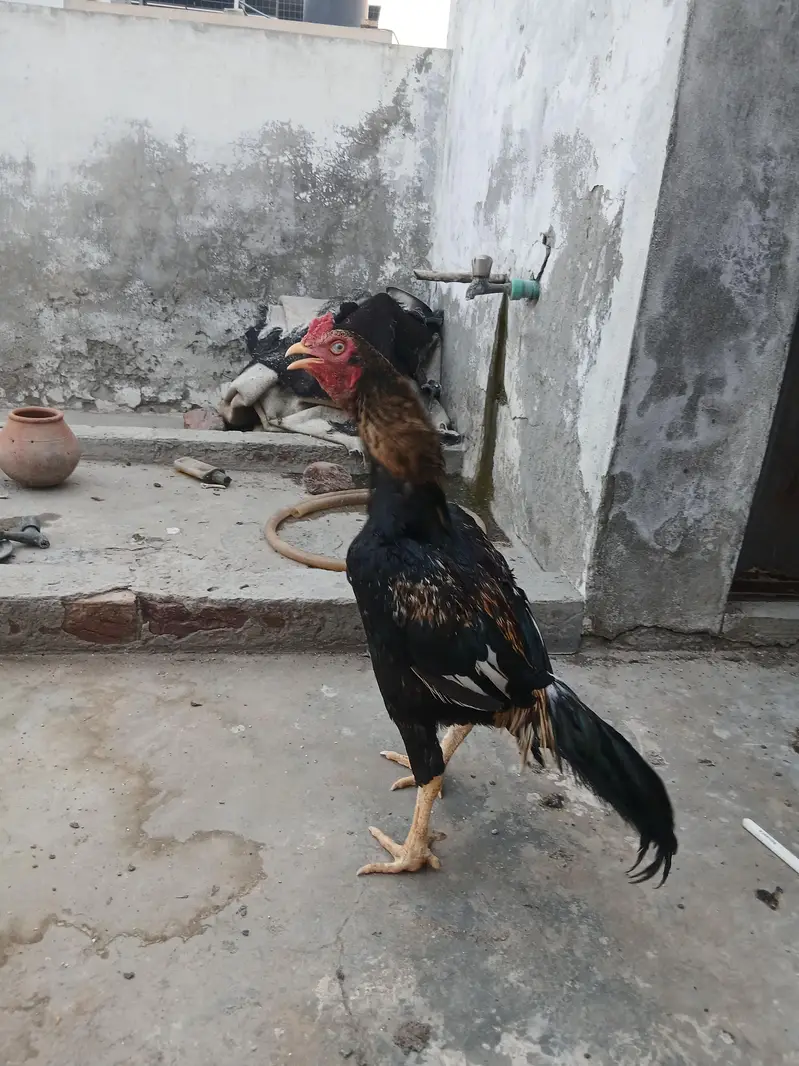 pur aseel murga — photo 2