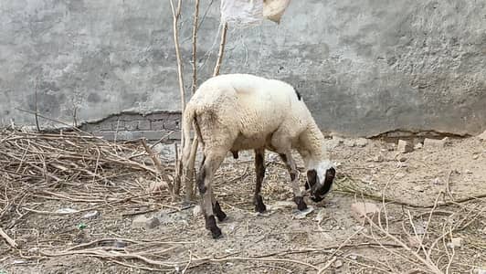 sheep  malefor sale