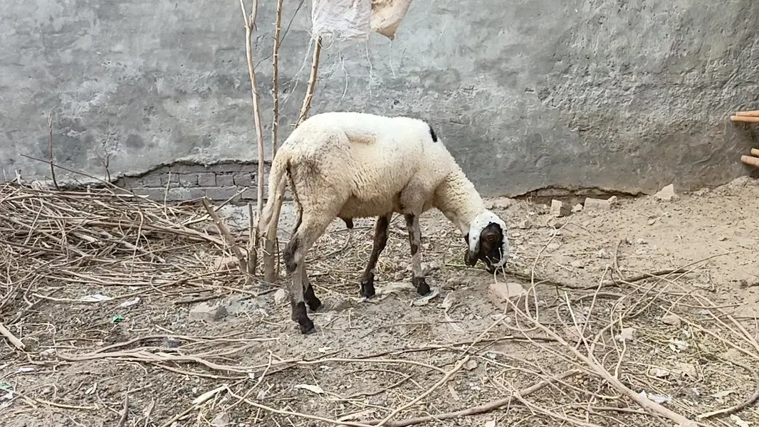 sheep  malefor sale — photo 2