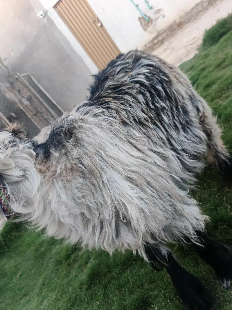 very pretty bakra — photo 2