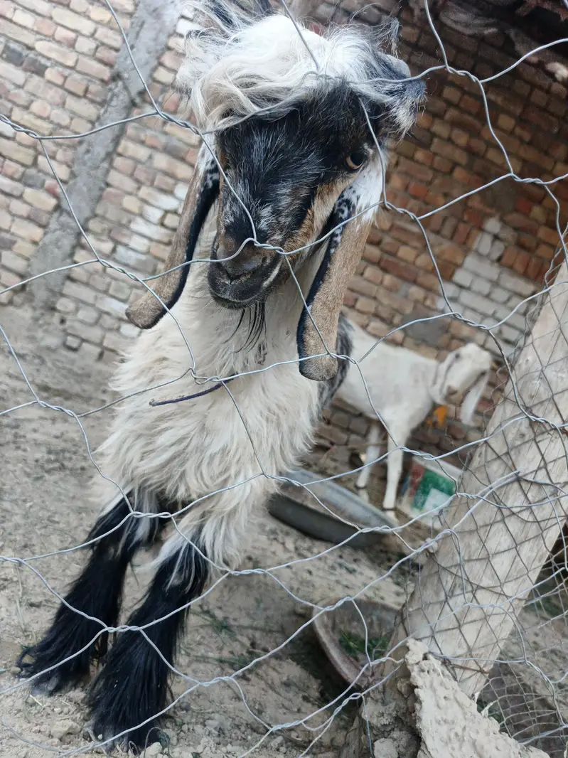 very pretty bakra — photo 3