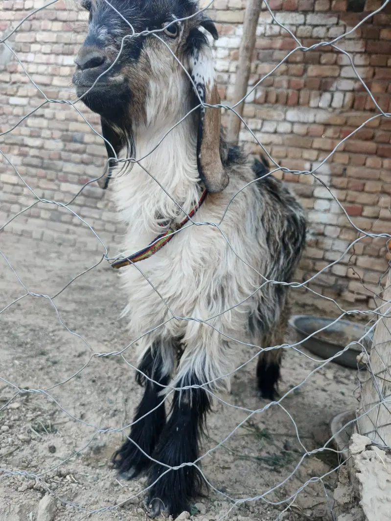 very pretty bakra — photo 4
