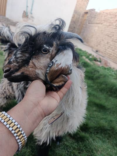 very pretty bakra
