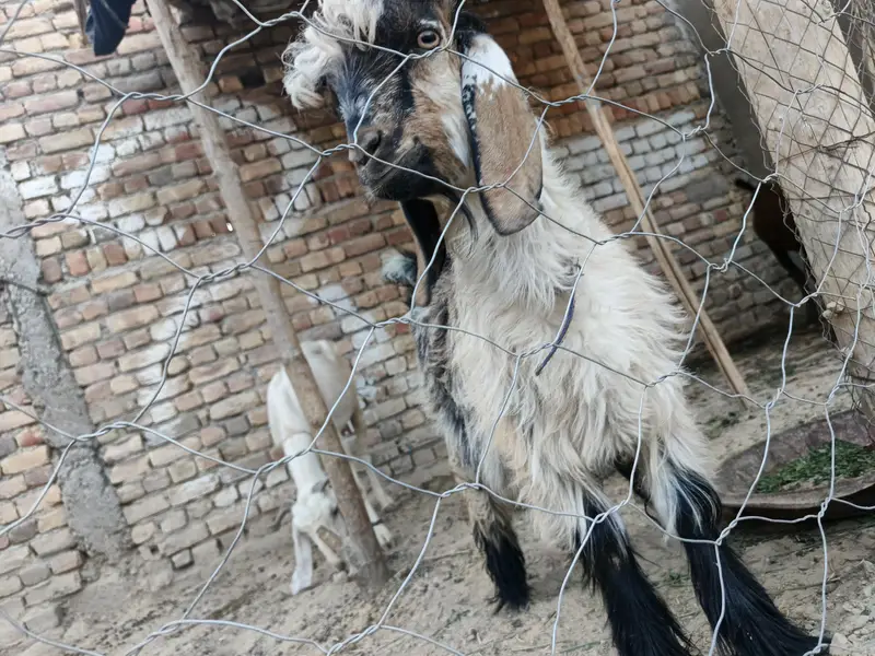 very pretty bakra — photo 5