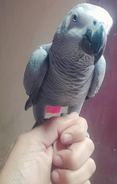Female Grey Parrot