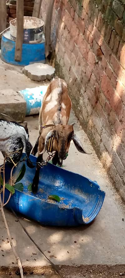 sheep  and GOTS for sale