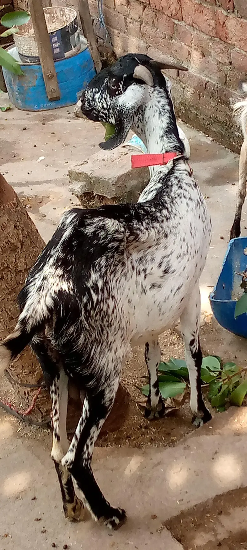 sheep  and GOTS for sale — photo 2