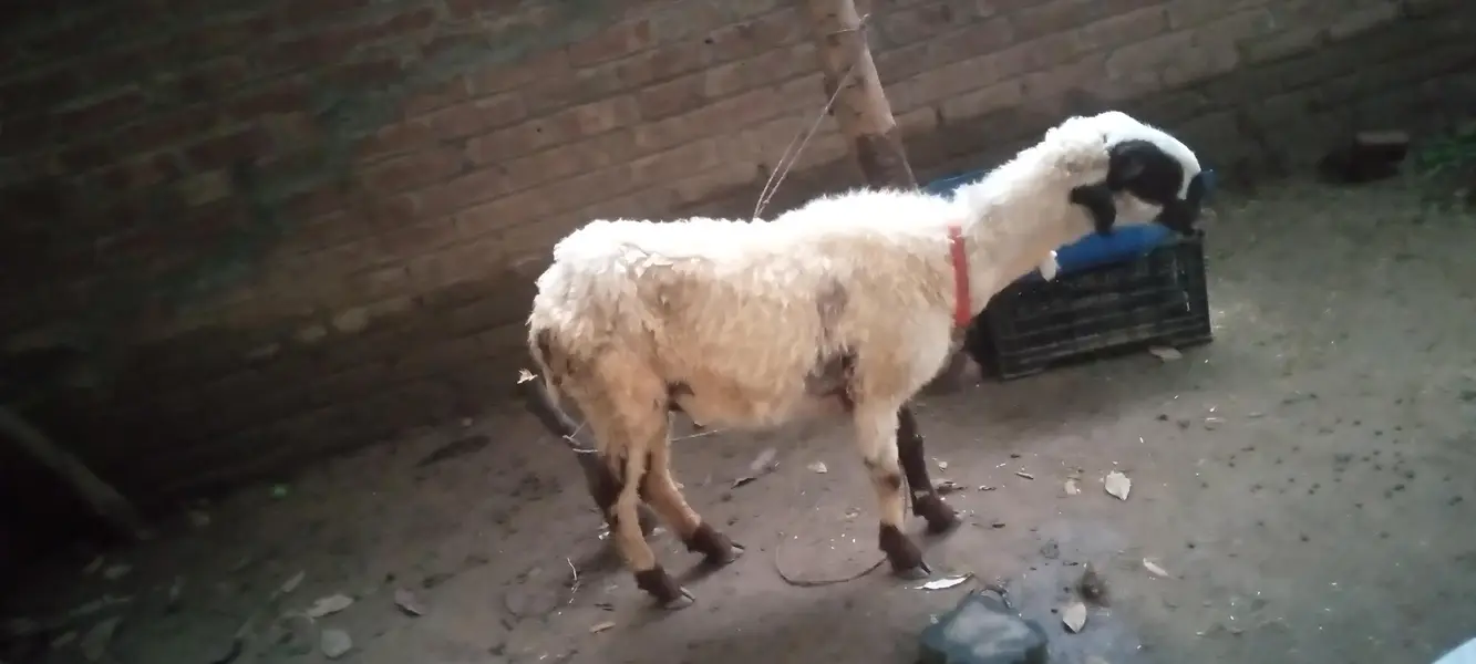 sheep  and GOTS for sale — photo 5