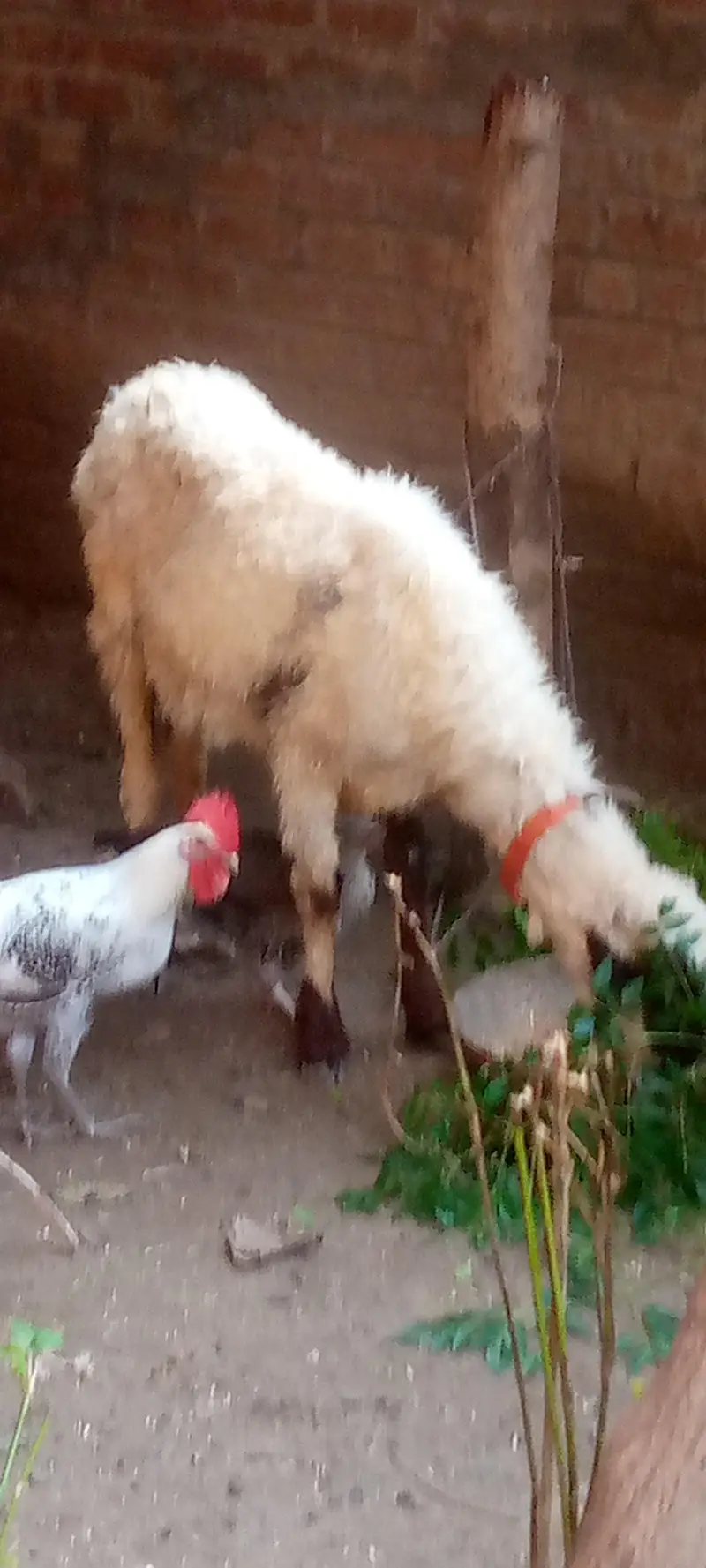 sheep  and GOTS for sale — photo 6