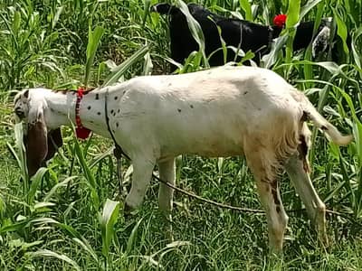 1 goat with 3 female kids age 8 months