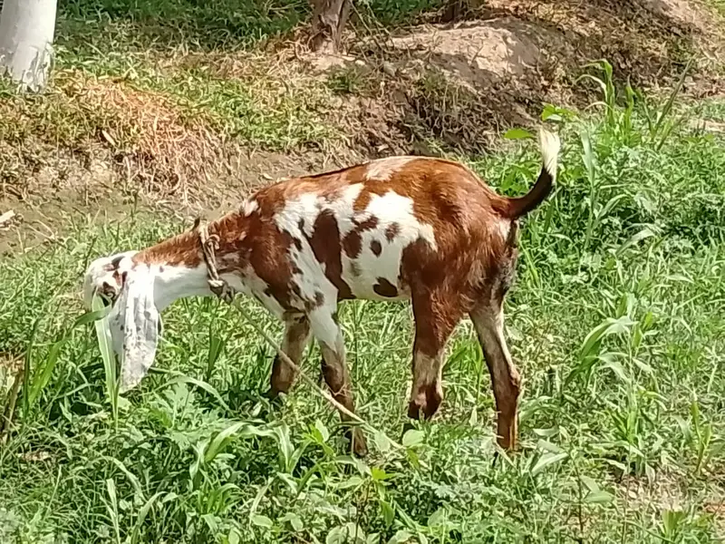 1 goat with 3 female kids age 8 months — photo 2
