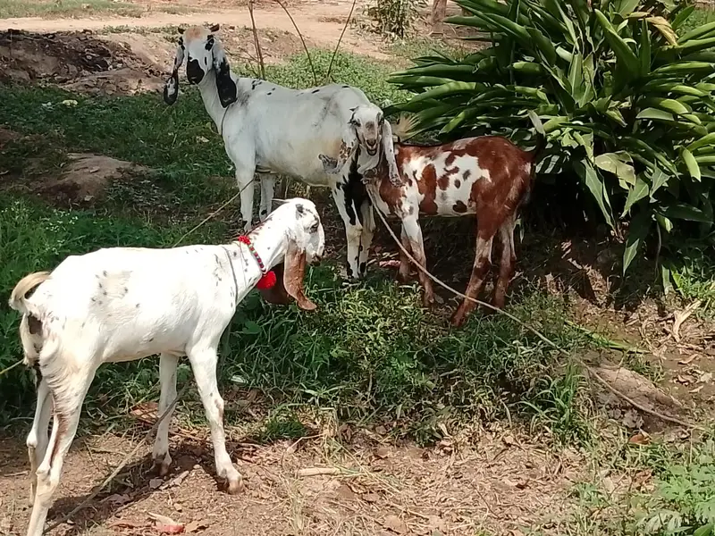 1 goat with 3 female kids age 8 months — photo 3
