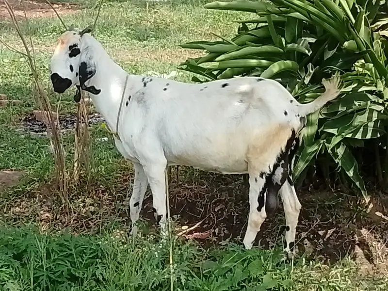 1 goat with 3 female kids age 8 months — photo 5