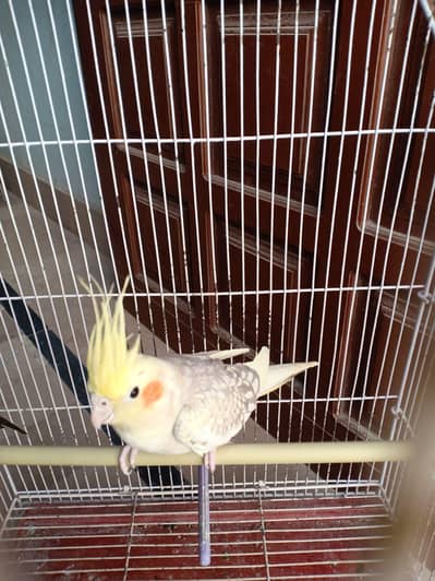 parrots for sell with cage