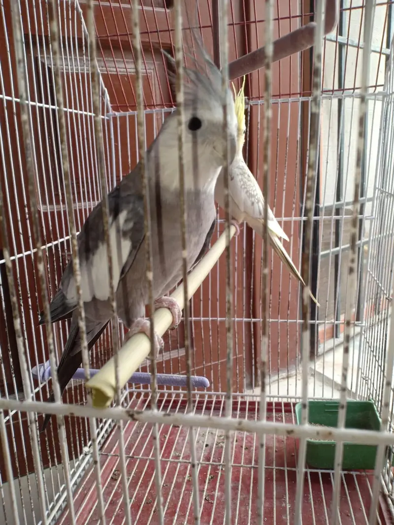 parrots for sell with cage — photo 2