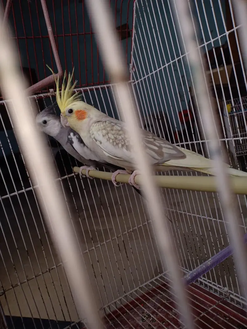 parrots for sell with cage — photo 3
