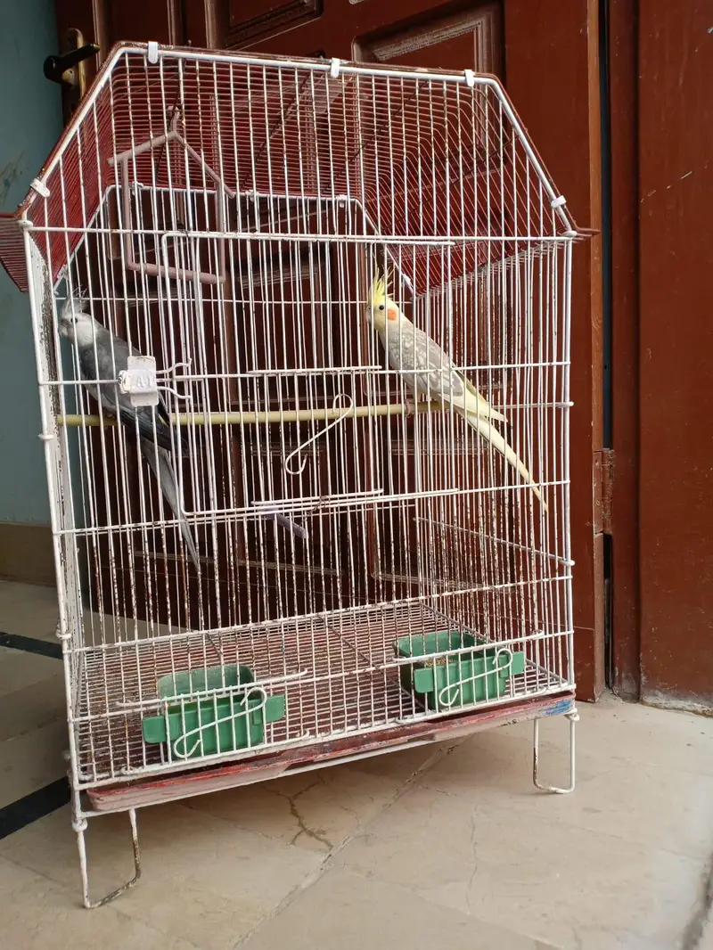 parrots for sell with cage — photo 4