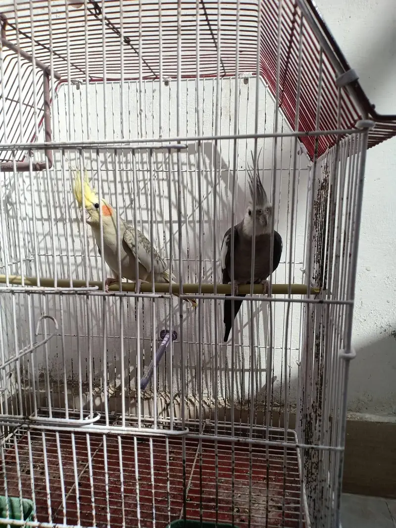 parrots for sell with cage — photo 5