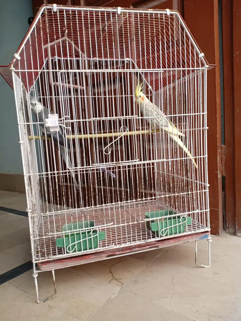 parrots for sell with cage — photo 6