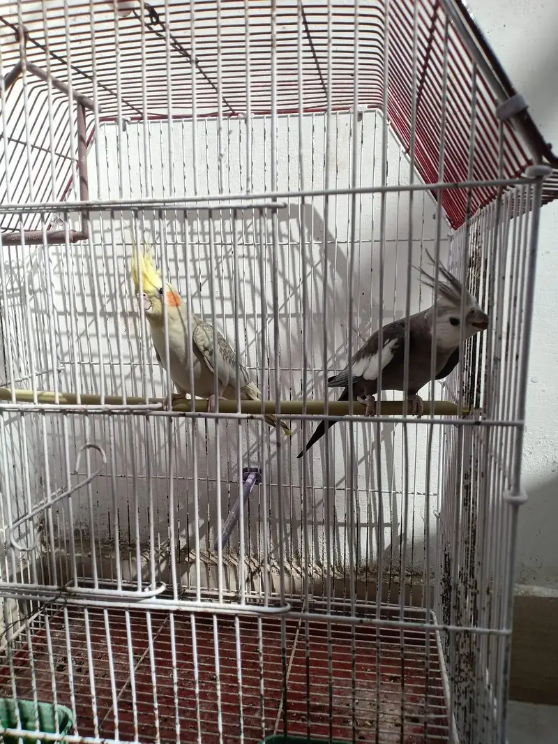 parrots for sell with cage — photo 7