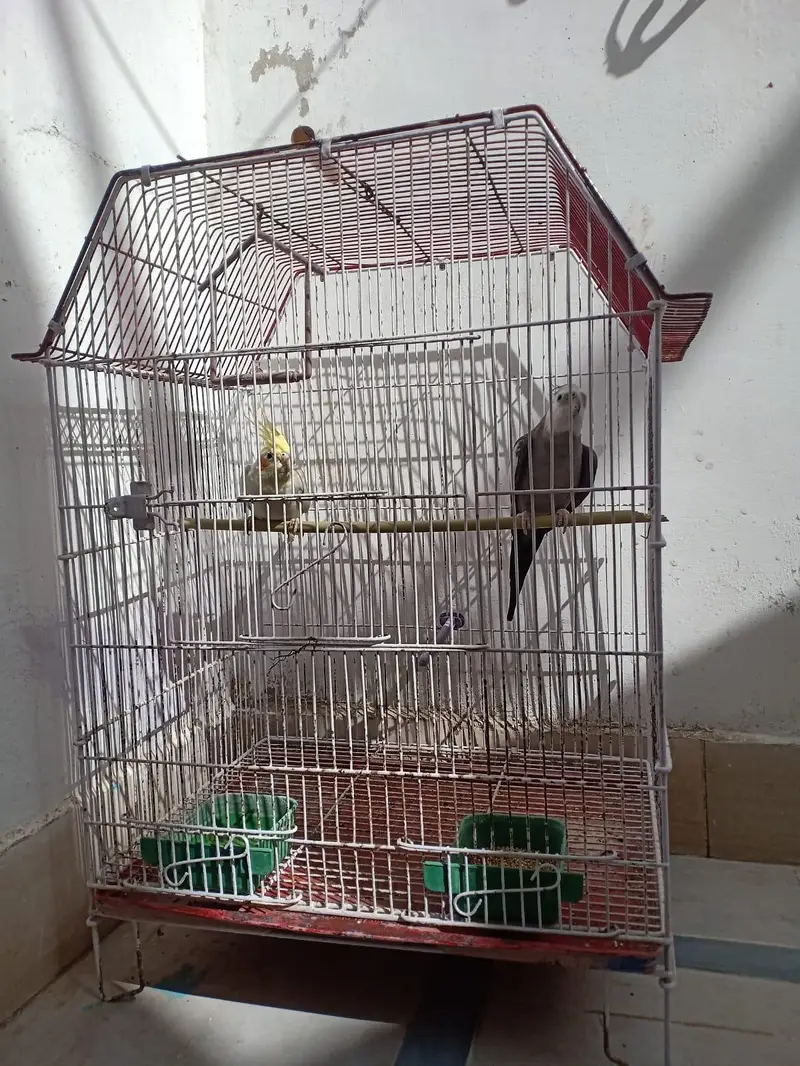 parrots for sell with cage — photo 8