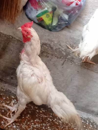 White jora for sale