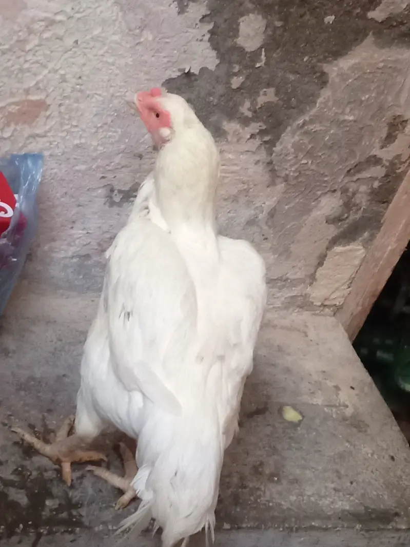 White jora for sale — photo 2