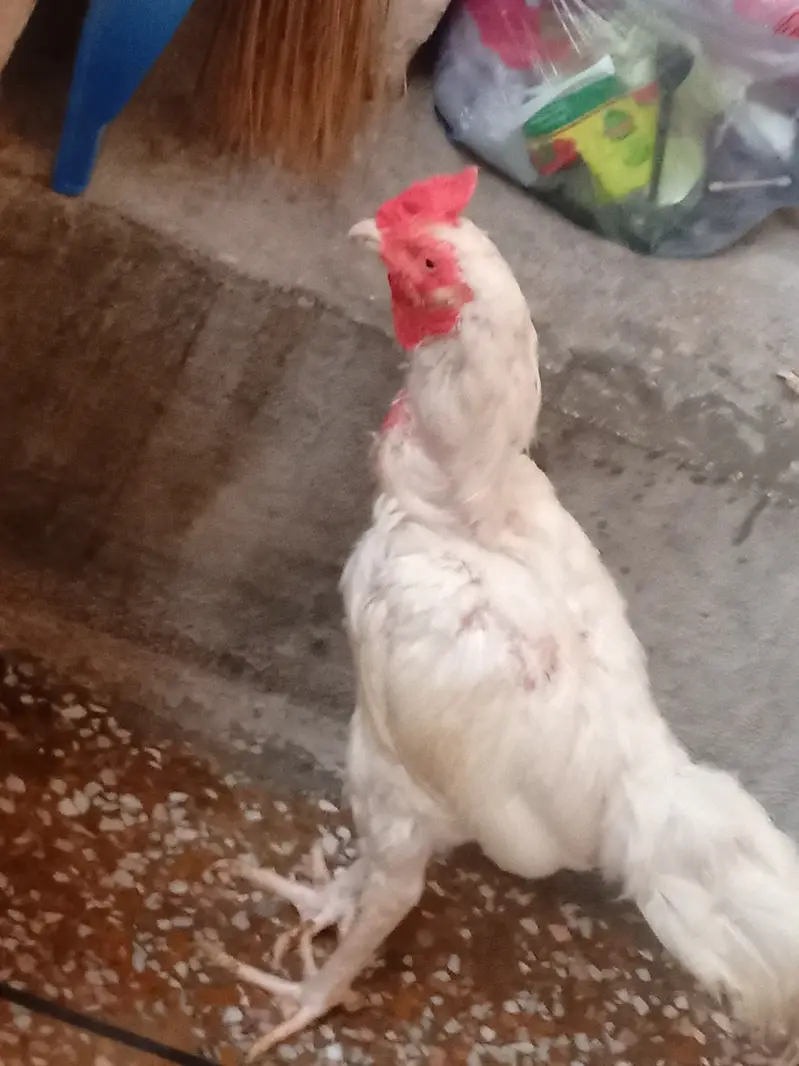 White jora for sale — photo 3