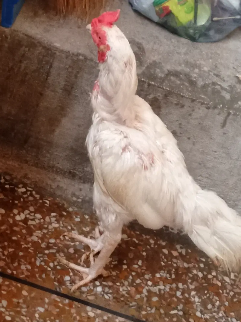 White jora for sale — photo 4
