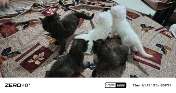 5 kitaan 1 cat