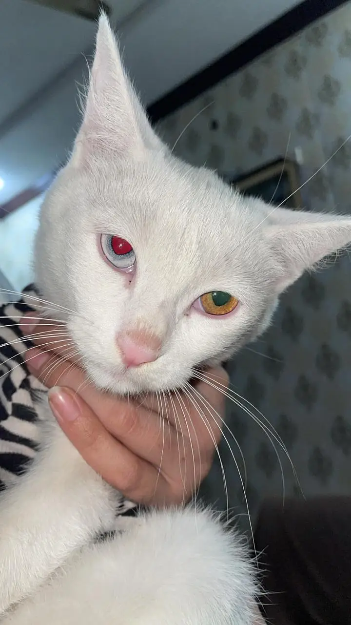 white cat persian — photo 2