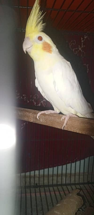 cocktail parrot or finch