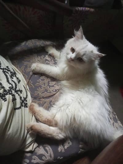 Persian Cat