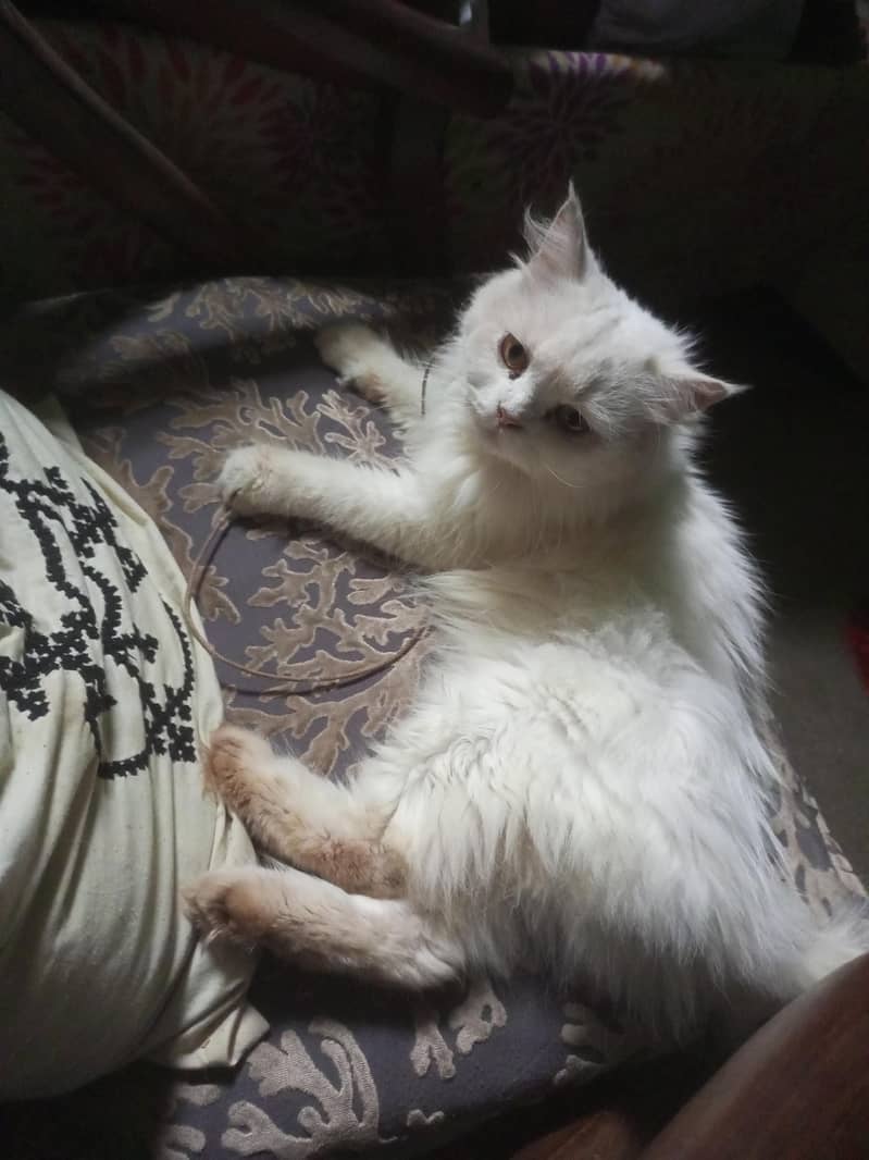 Persian Cat 0