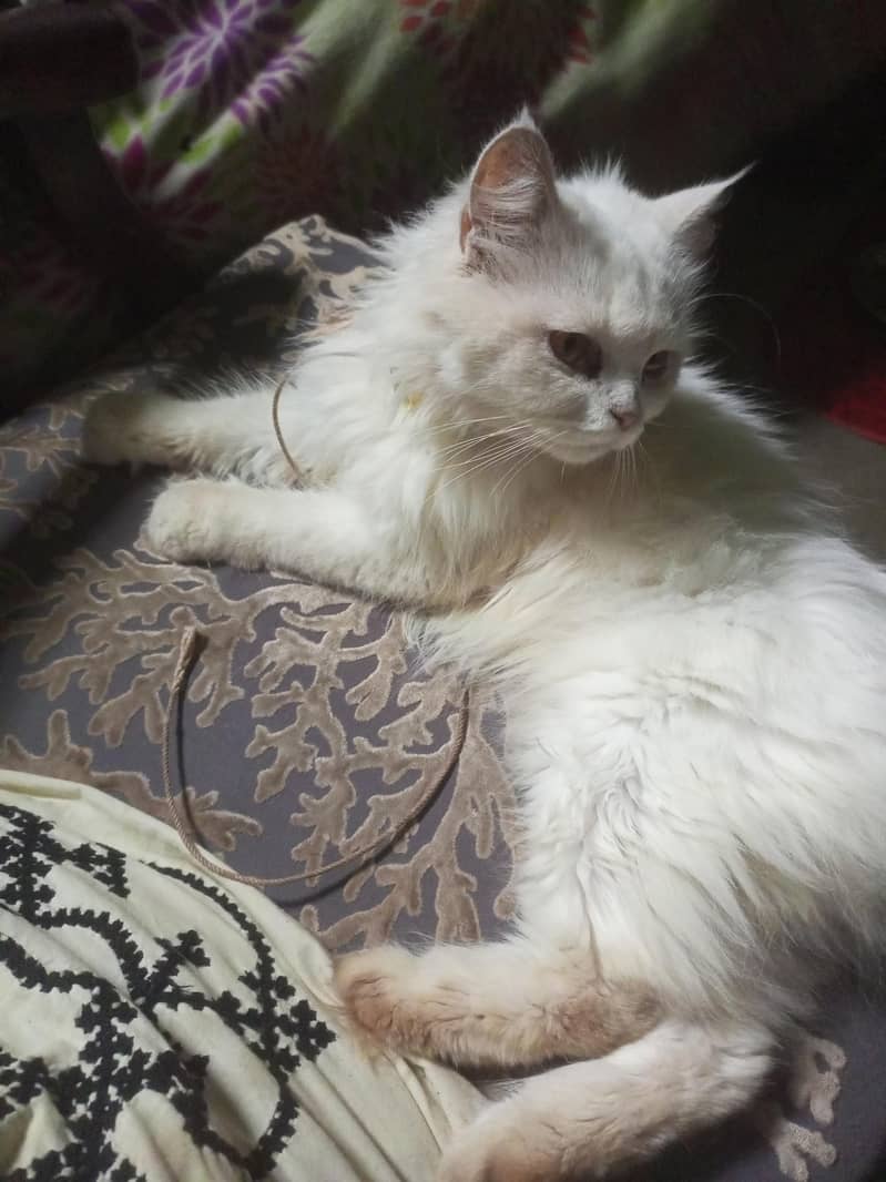 Persian Cat 1