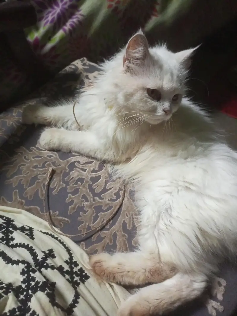 Persian Cat — photo 2