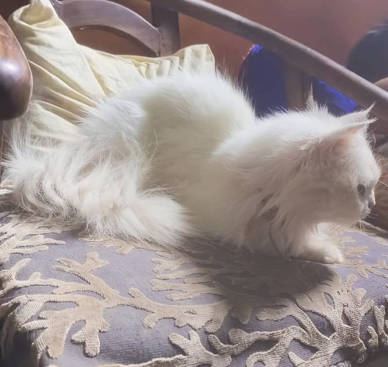 Persian Cat 2