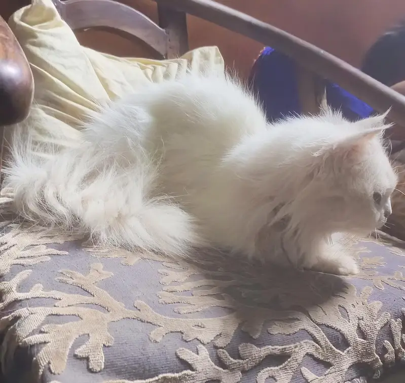 Persian Cat — photo 3