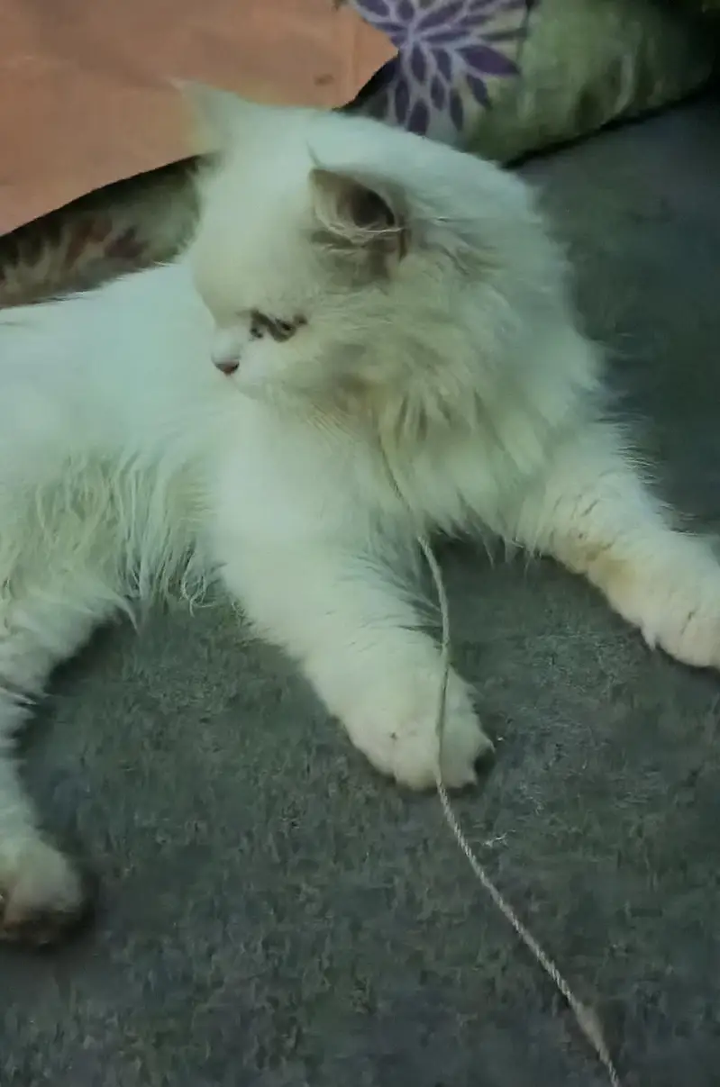 Persian Cat — photo 4
