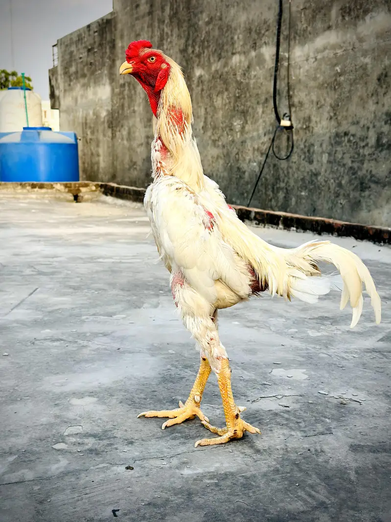White O Shamo Male. — photo 2