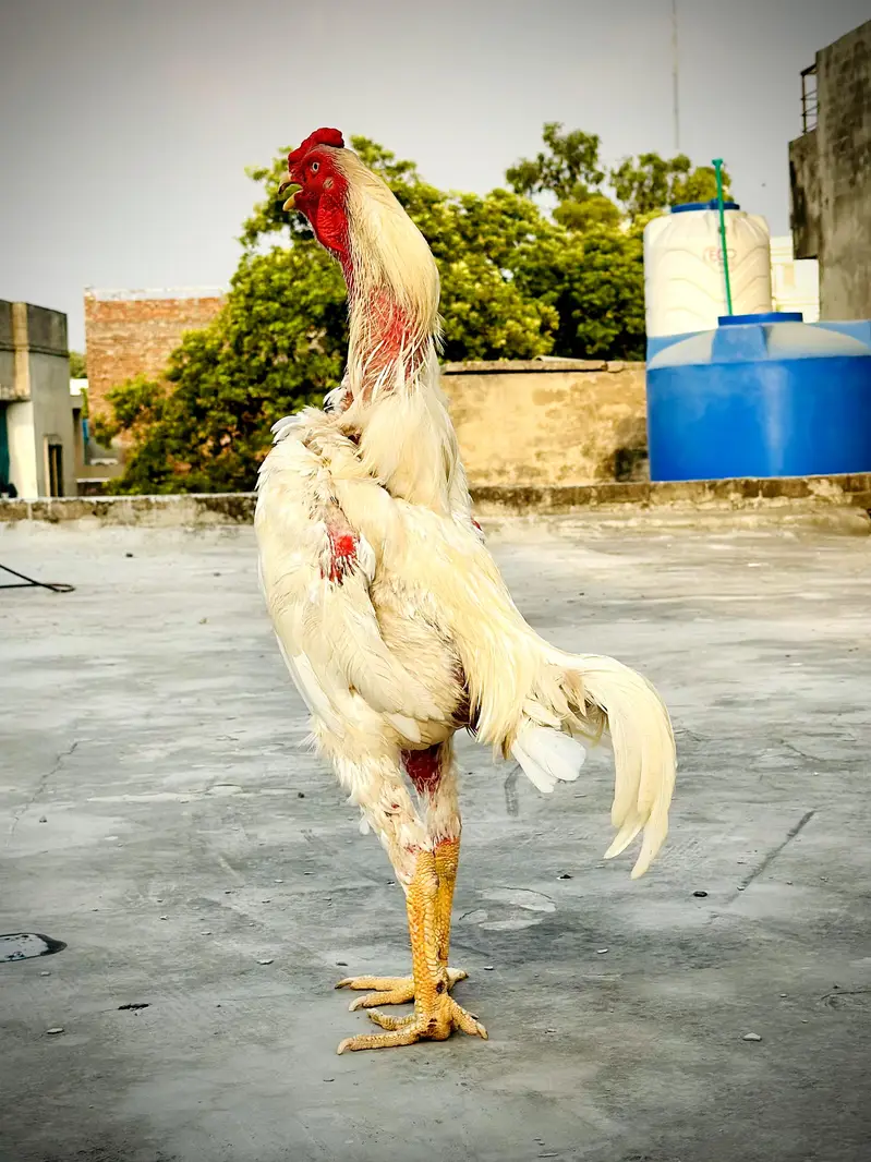 White O Shamo Male. — photo 3