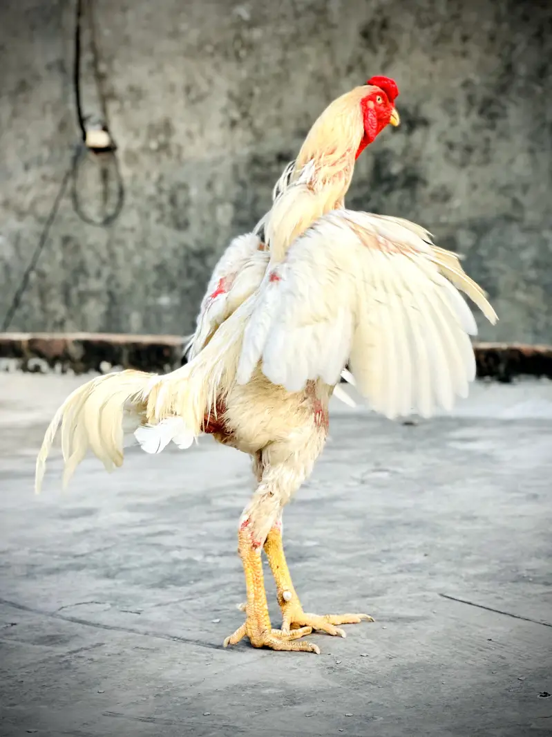 White O Shamo Male. — photo 5