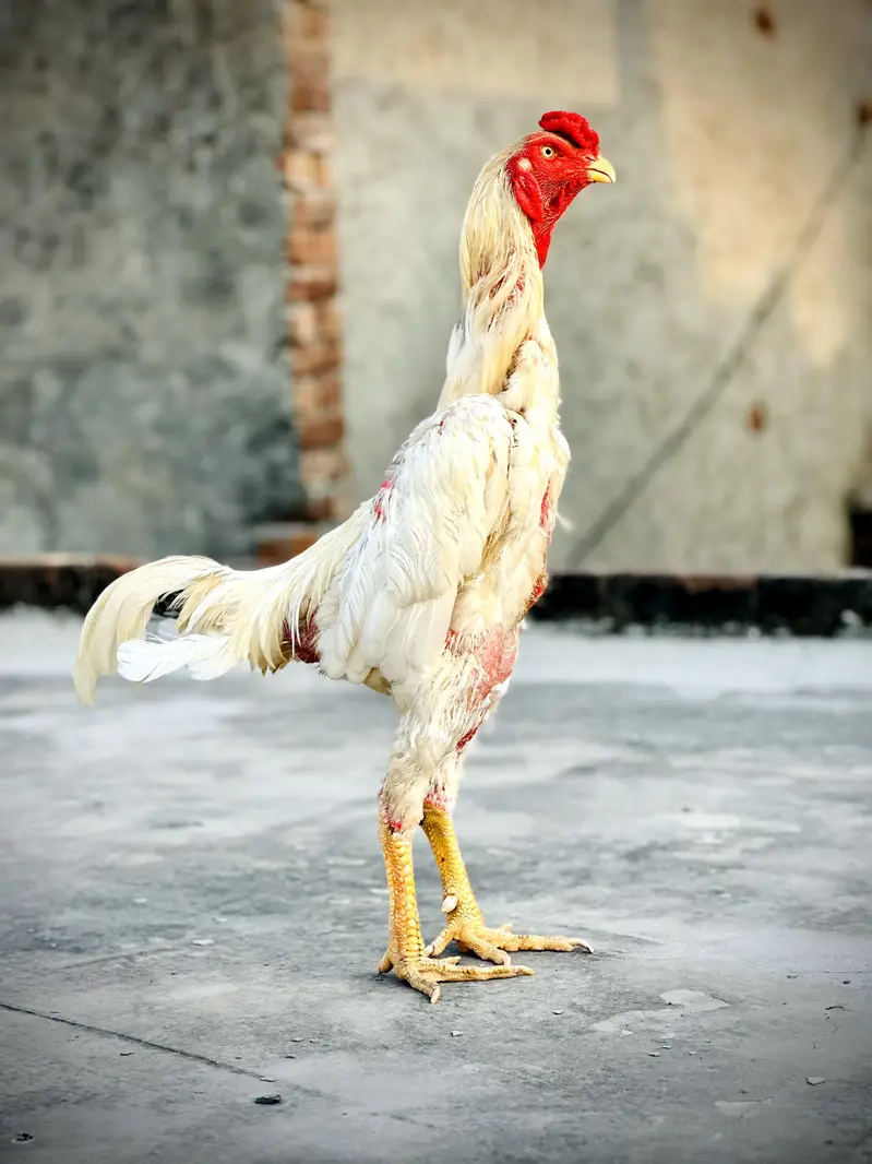 White O Shamo Male. — photo 7
