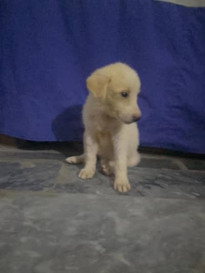 labra puppy for sale/0318/85/88/618/
